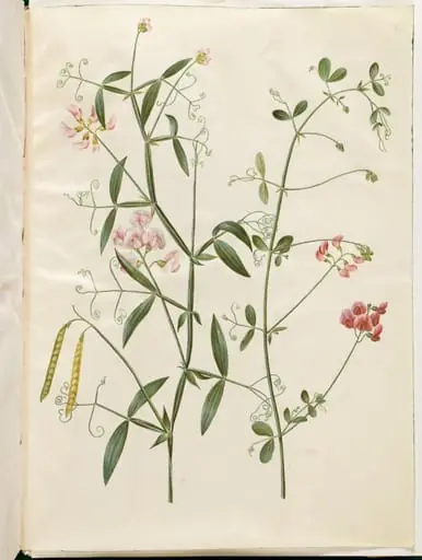 Lathyrus sylvestris (skov-fladbælg); Lathyrus tuberosus (knold-fladbælg)