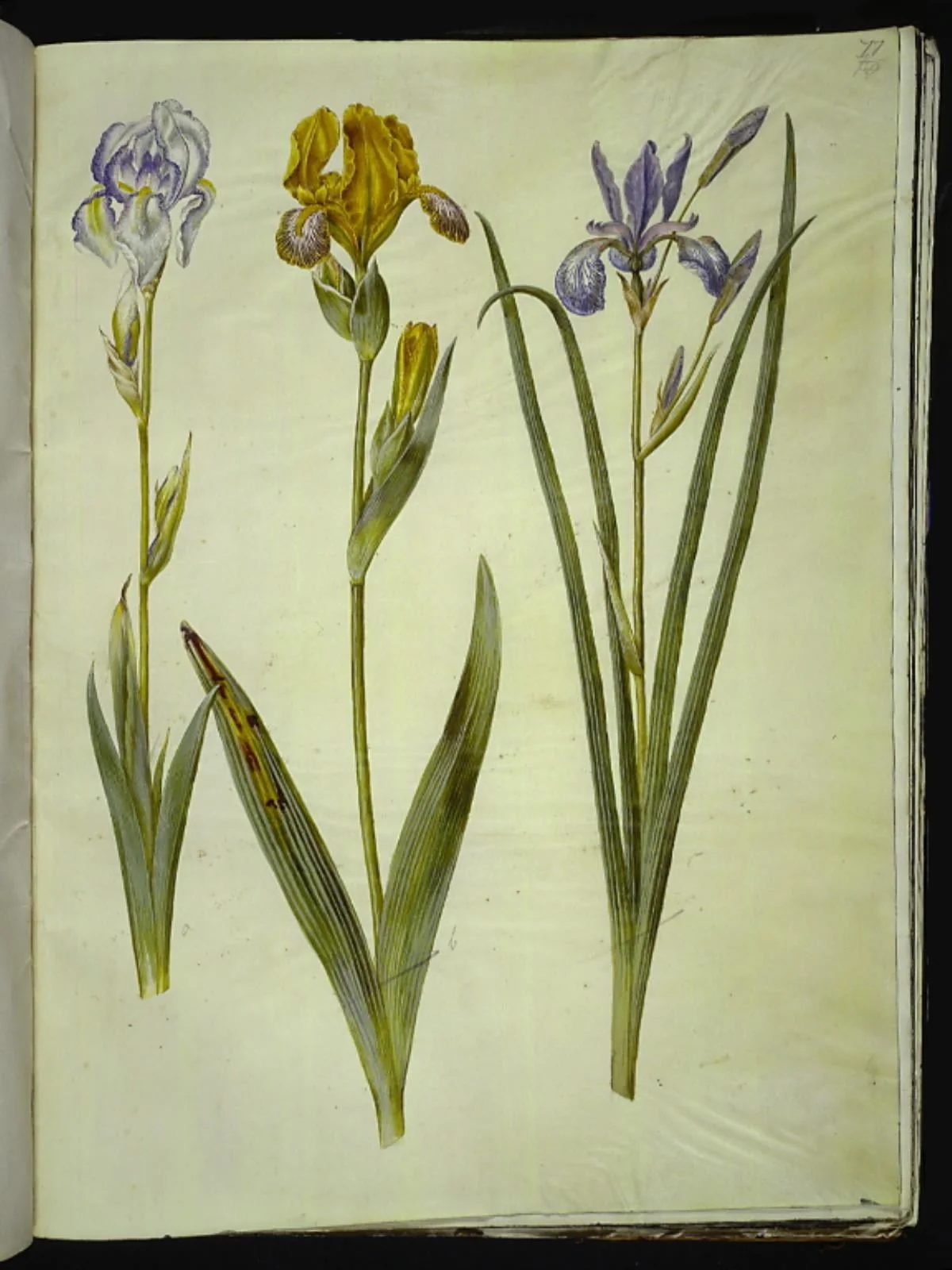 Iris pallida (bleg iris); Iris variegata (broget iris); Iris sibirica (sibirisk iris), by Unknown, unspecified, 1654