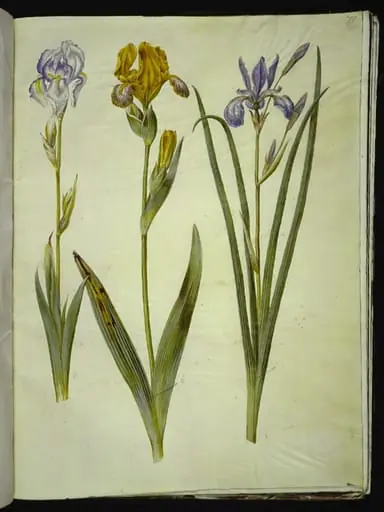 Iris pallida (bleg iris); Iris variegata (broget iris); Iris sibirica (sibirisk iris)