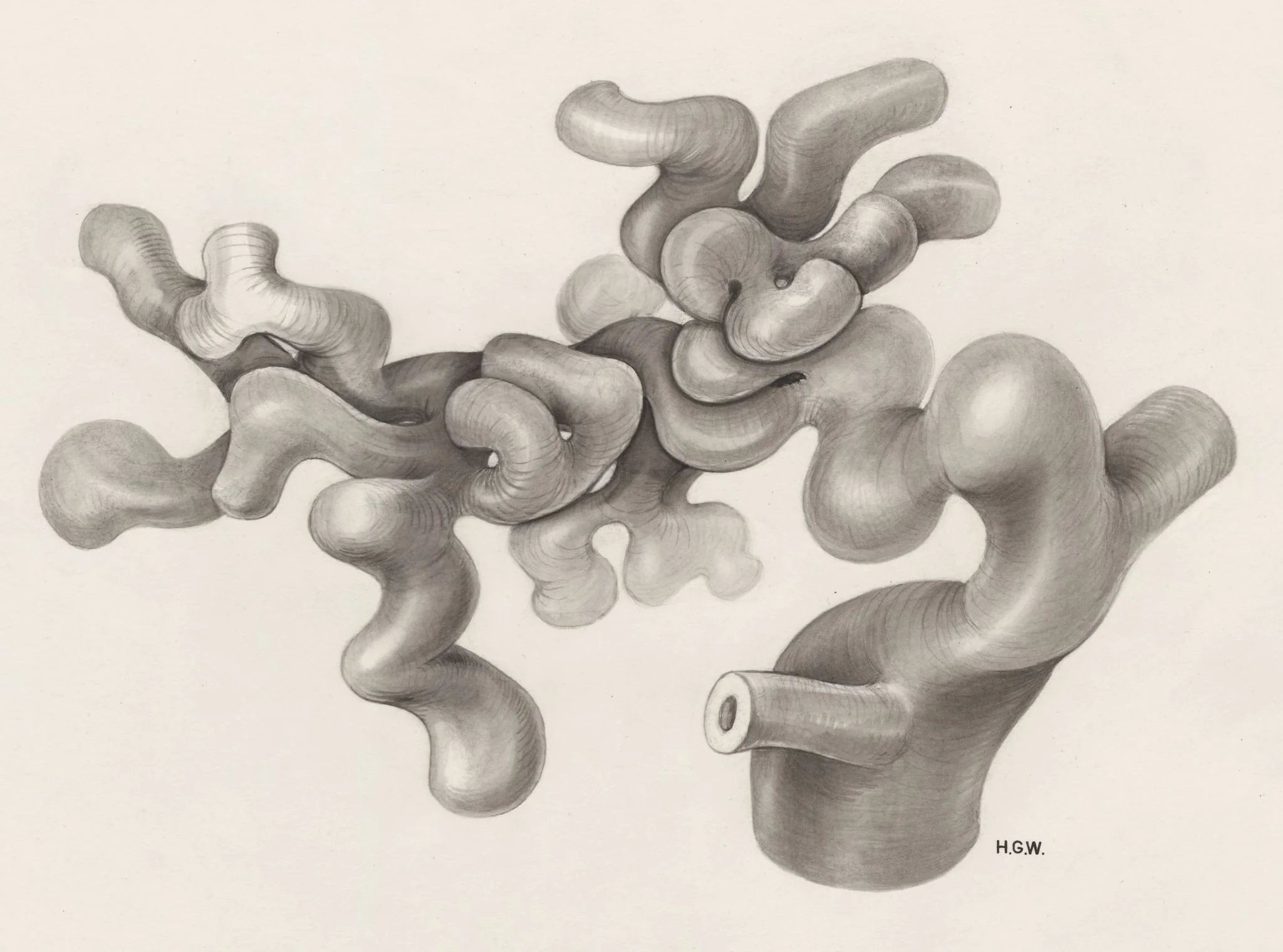 Circulatory system, by H.G, Wetselaar, 1970
