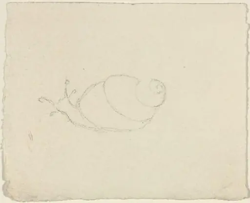 Snails [recto and verso]