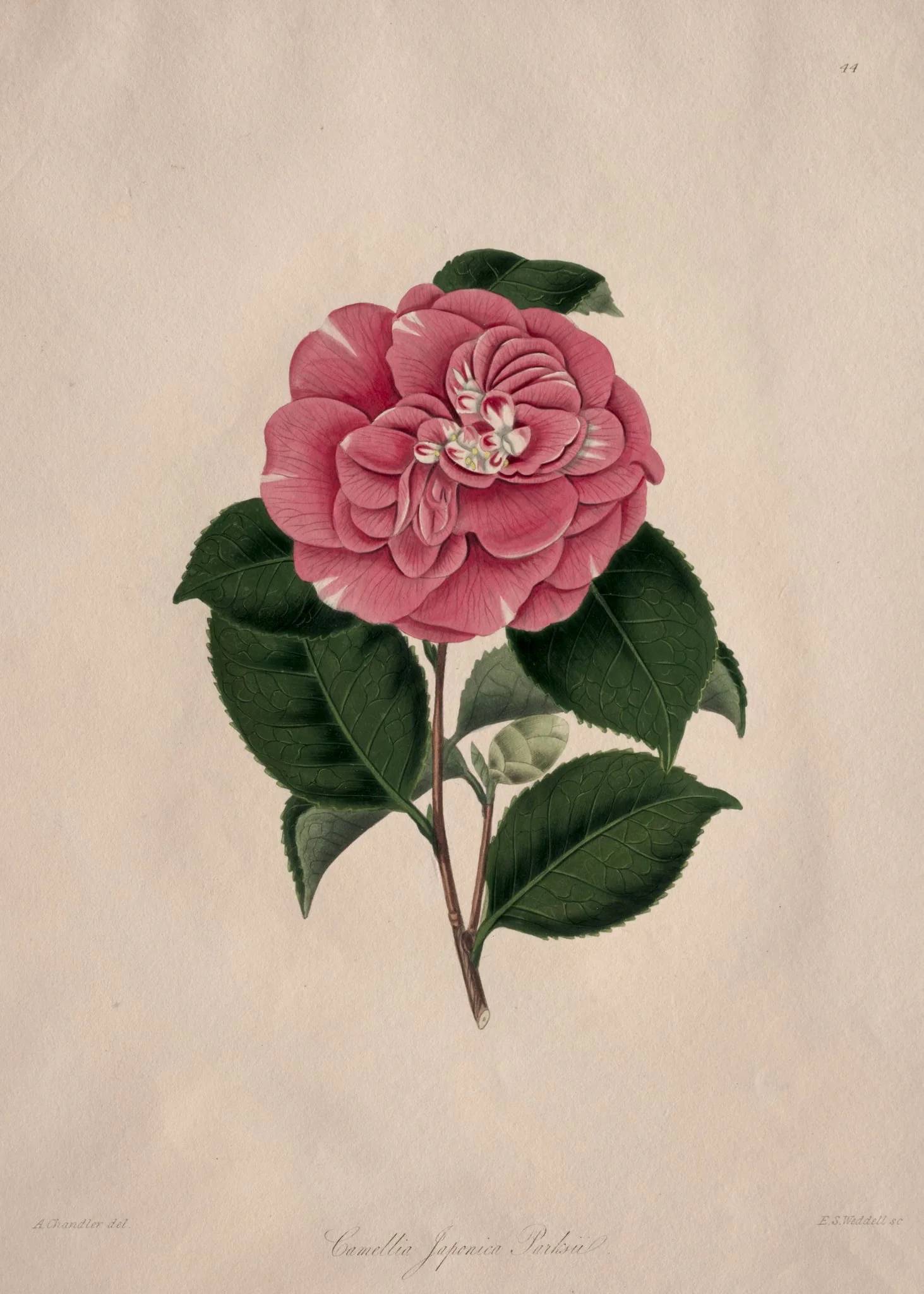 Illustrations and descriptions of...the Natural Order Camellieae:  No. 44, by Alfred Chandler, 1858