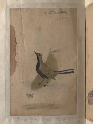 Depictions of a India pitta and Brown-backed Indian robin of Northern India