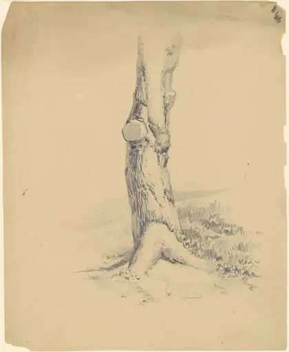 Old Tree Trunk