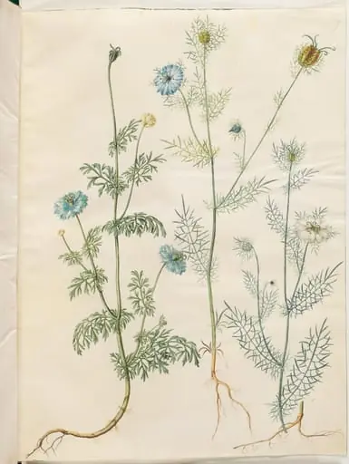 Nigella sativa (sortkommen); Nigella damascena (jomfru i det grønne)