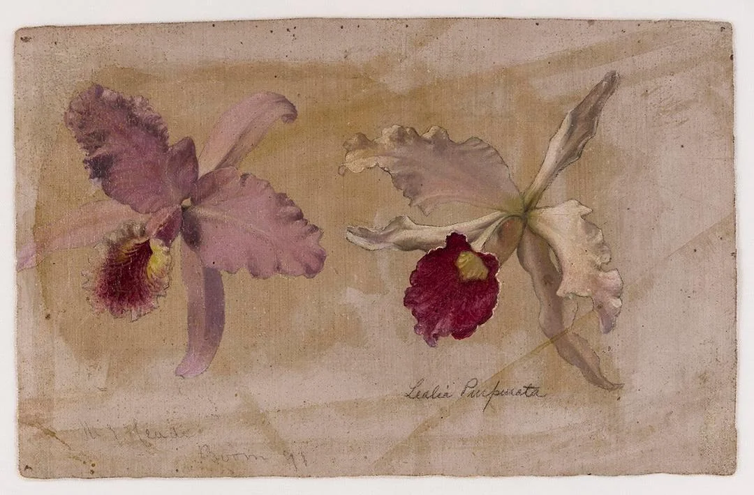 Study of Lealia Purpurata and Another Orchid, by Martin Johnson Heade, unspecified, 1870