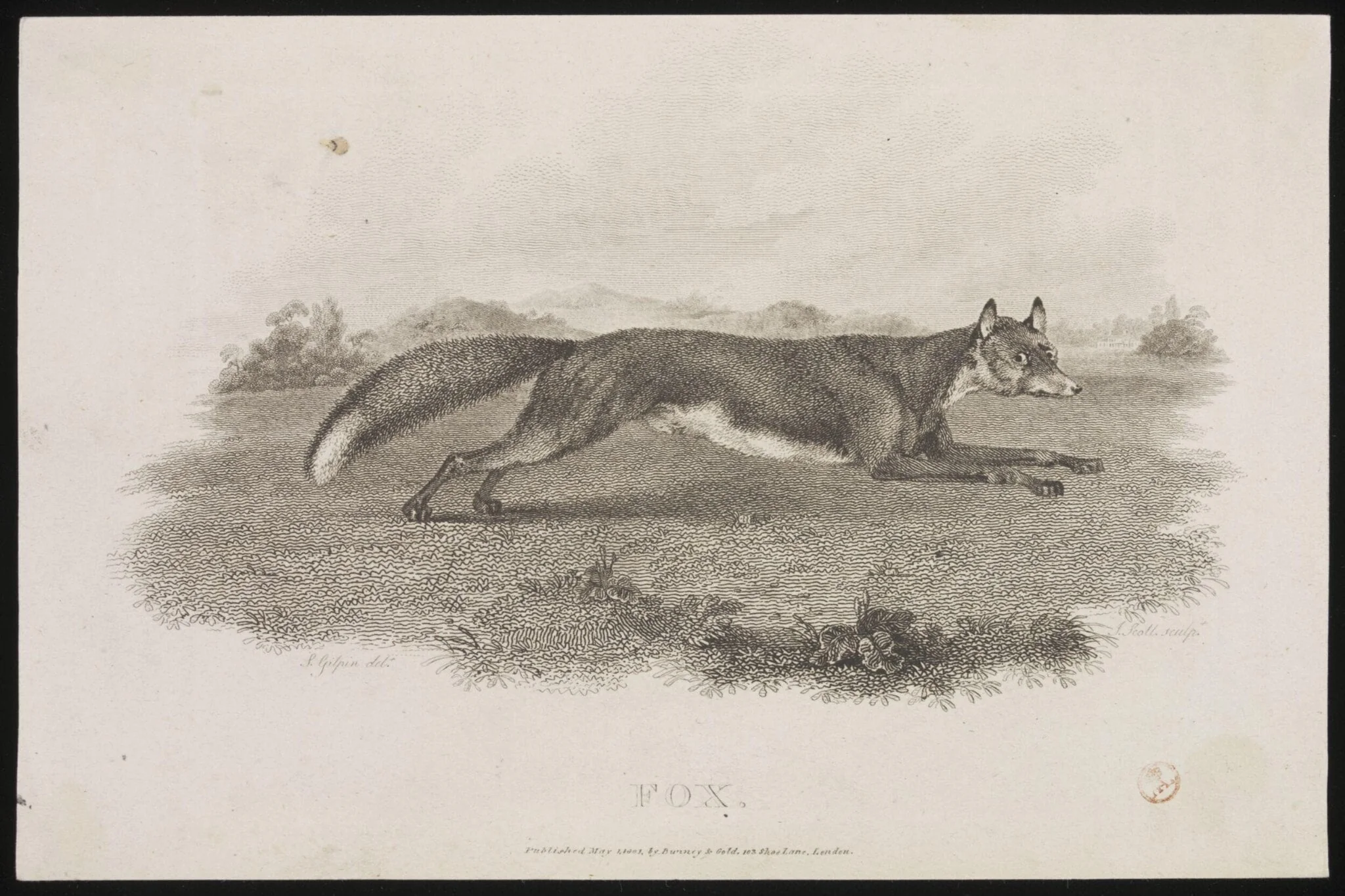 FOX, by Sawrey Gilpin, 3