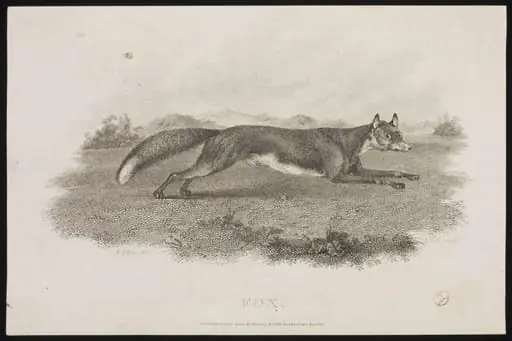 FOX
