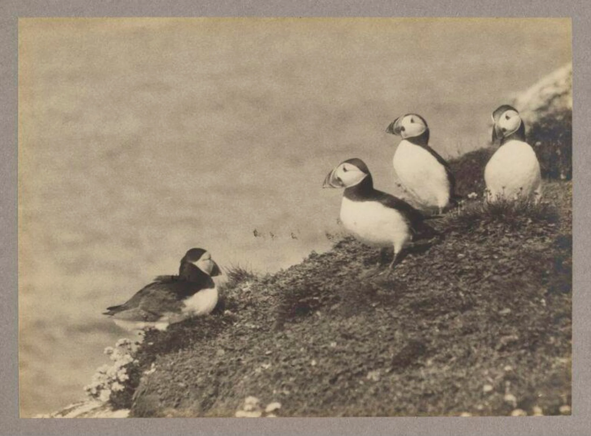Puffins, by Zoological Photographic Club, photographic