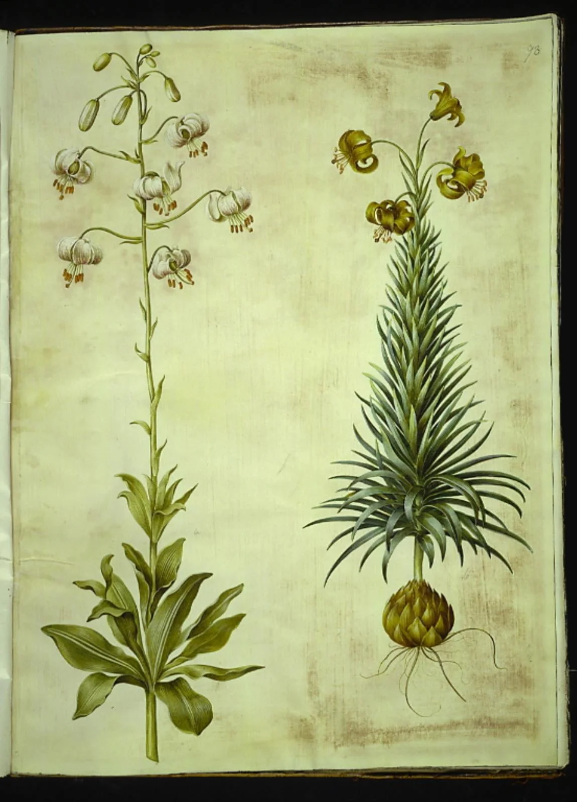 Lilium martagon (krans-lilje); Lilium pyrenaicum (pyrenæisk lilje), by Unknown, unspecified, 1654