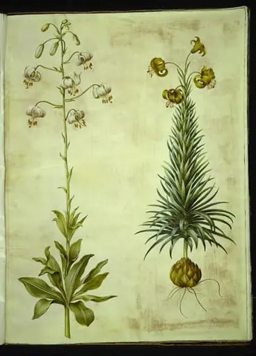 Lilium martagon (krans-lilje); Lilium pyrenaicum (pyrenæisk lilje)