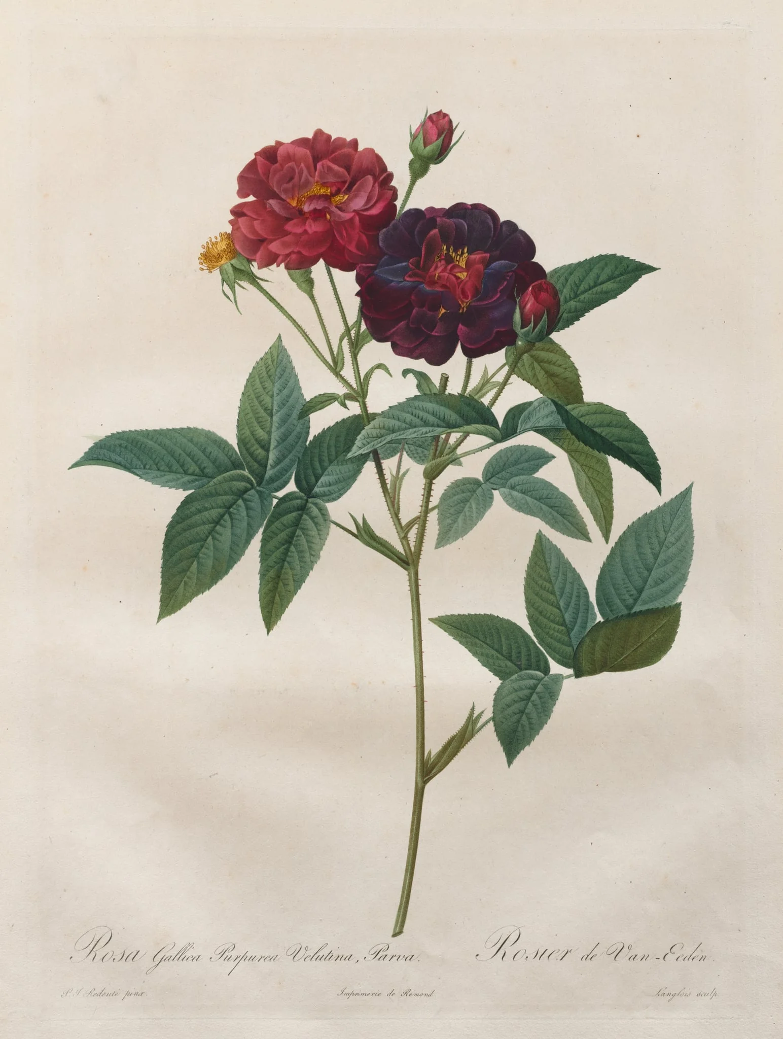 The Roses:  Rosa Gallica Purpurea Velutina Parva, by Jérôme-Martin Langlois, 1820
