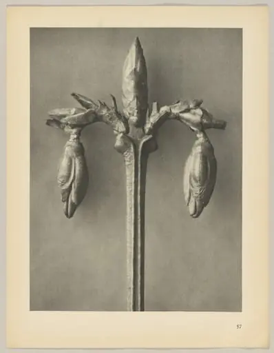 Forsythia suspensa