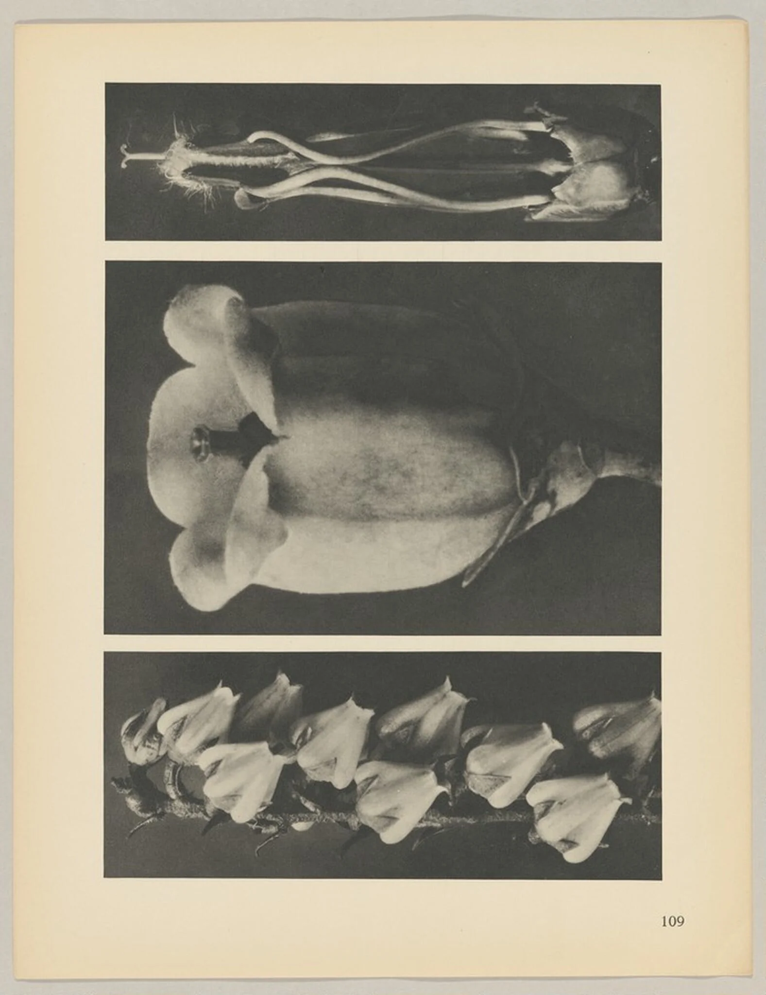 a Andromeda floribunda; b Vaccinium corymbosum; c Acanthus mollis, by Karl Blossfeldt, 1928