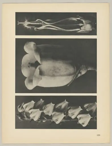 a Andromeda floribunda; b Vaccinium corymbosum; c Acanthus mollis