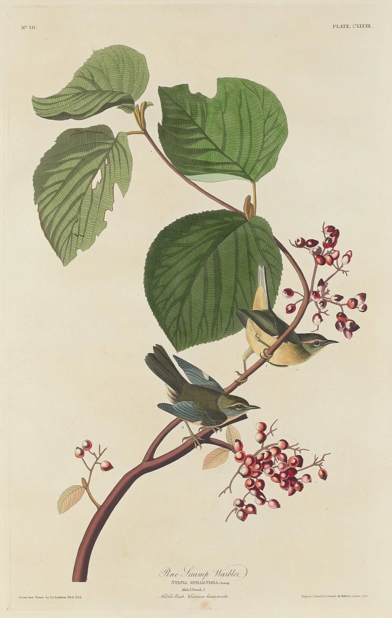 Pine Swamp Warbler, by Robert Havell Jr., ink, 1832