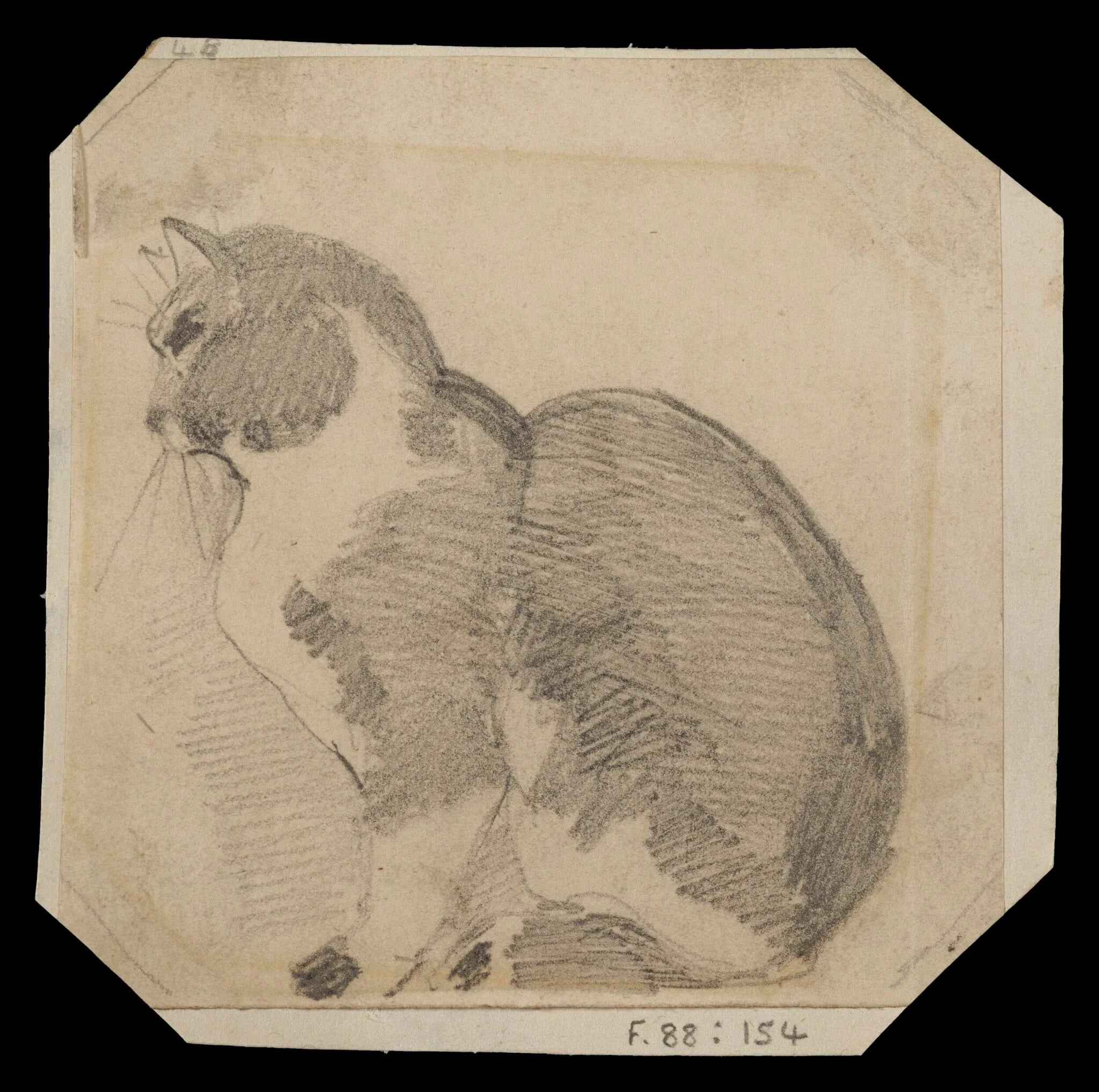Study of a seated cat