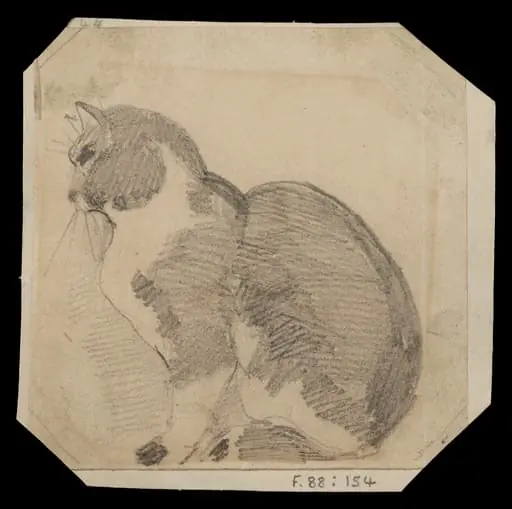 Study of a seated cat
