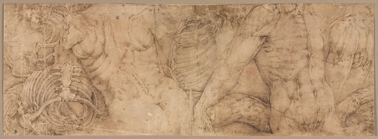 Torsos with Rib Cages