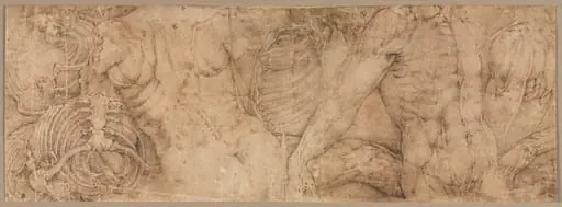 Torsos with Rib Cages