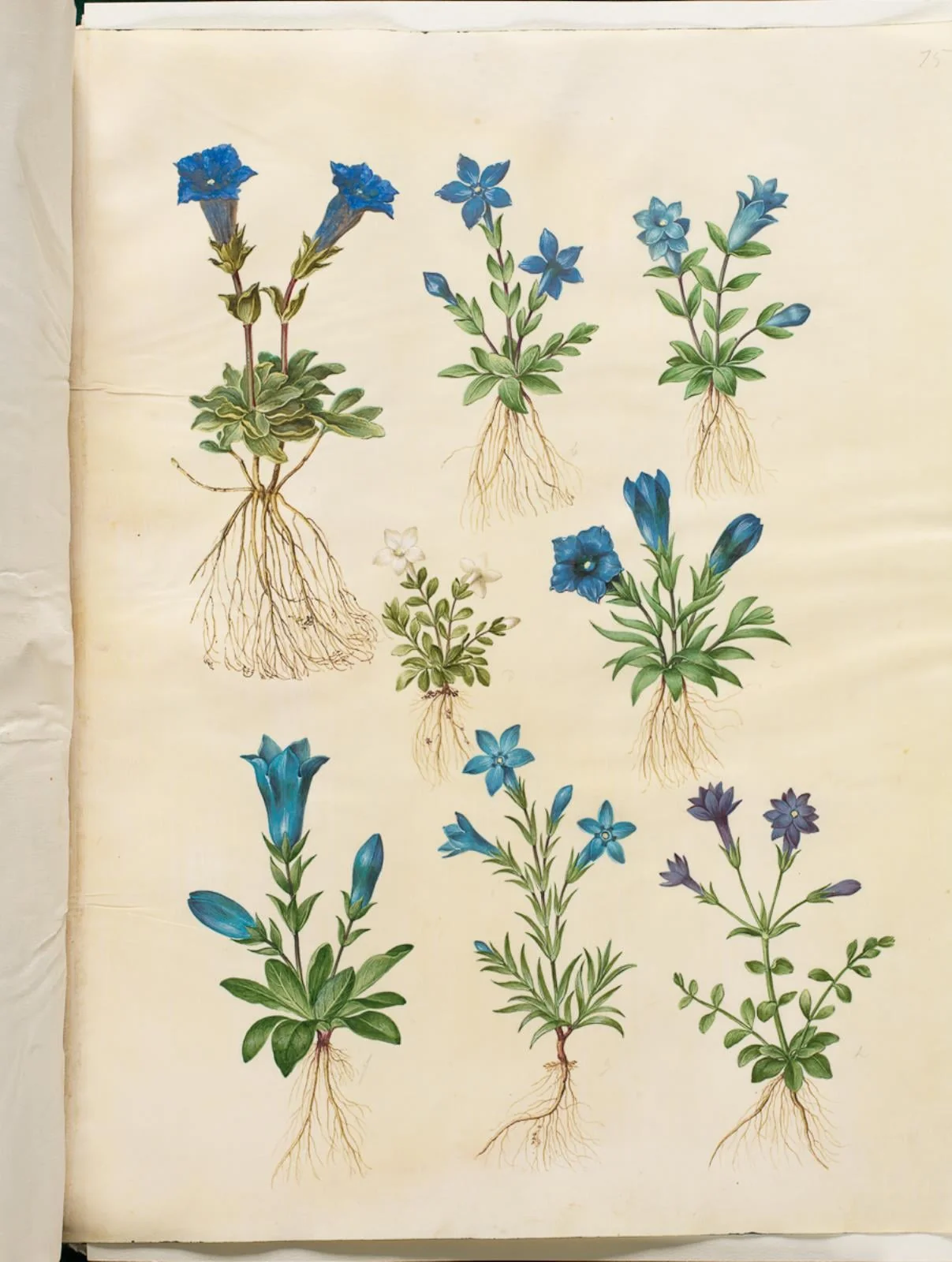 Gentiana acaulis (stængelløs ensian); Gentiana verna (vår-ensian); Gentiana acaulis (stængelløs ensian); Gentiana (art af ensian), by Unknown, unspecified, 1654