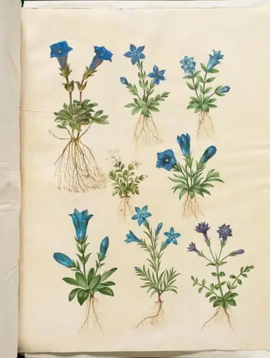 Gentiana acaulis (stængelløs ensian); Gentiana verna (vår-ensian); Gentiana acaulis (stængelløs ensian); Gentiana (art af ensian)