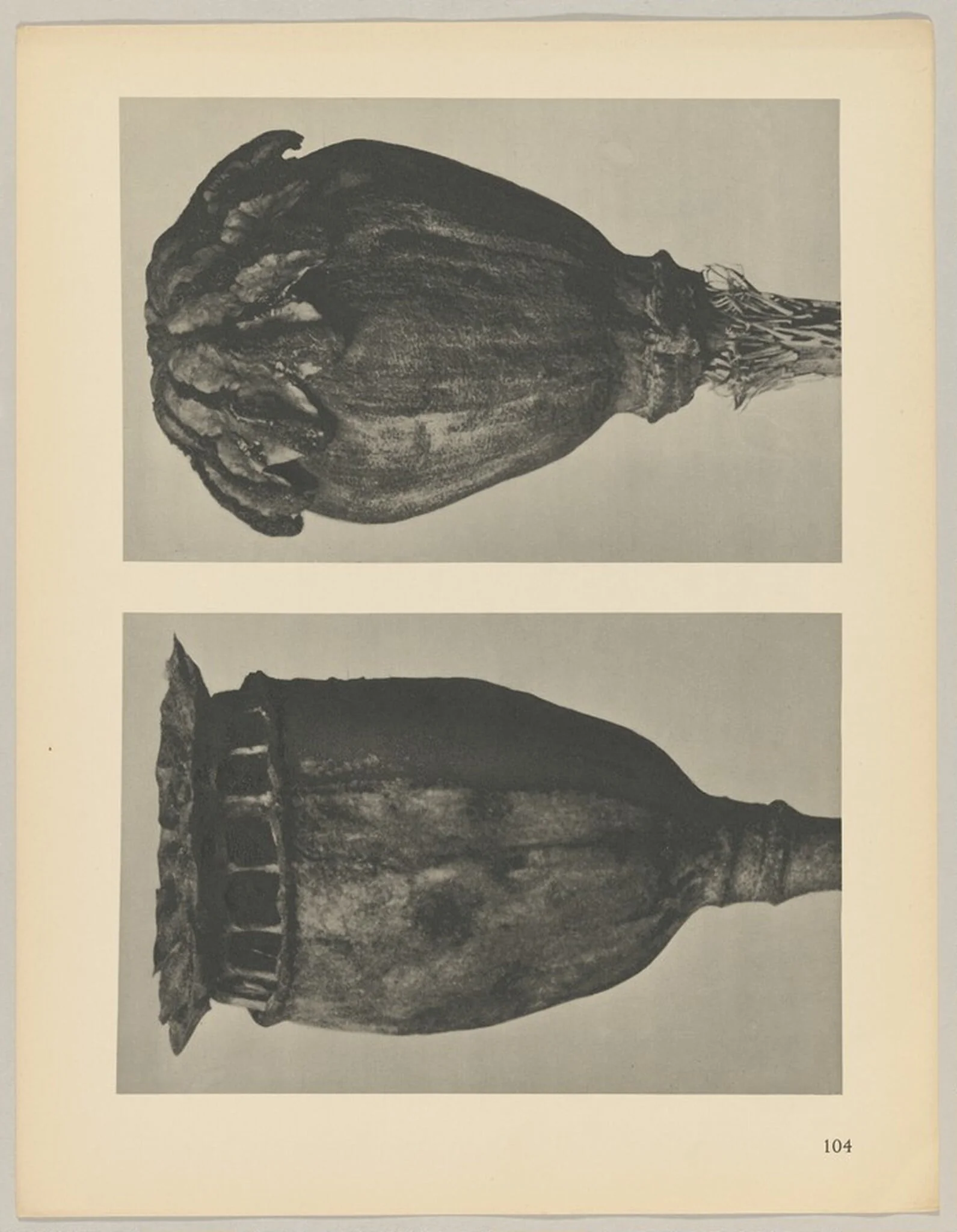 Papaver, by Karl Blossfeldt, 1928