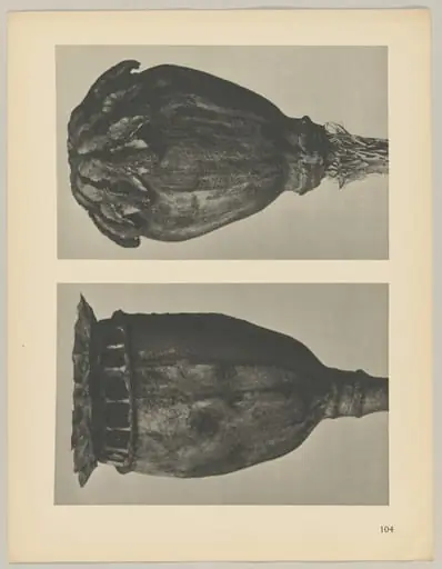 Papaver