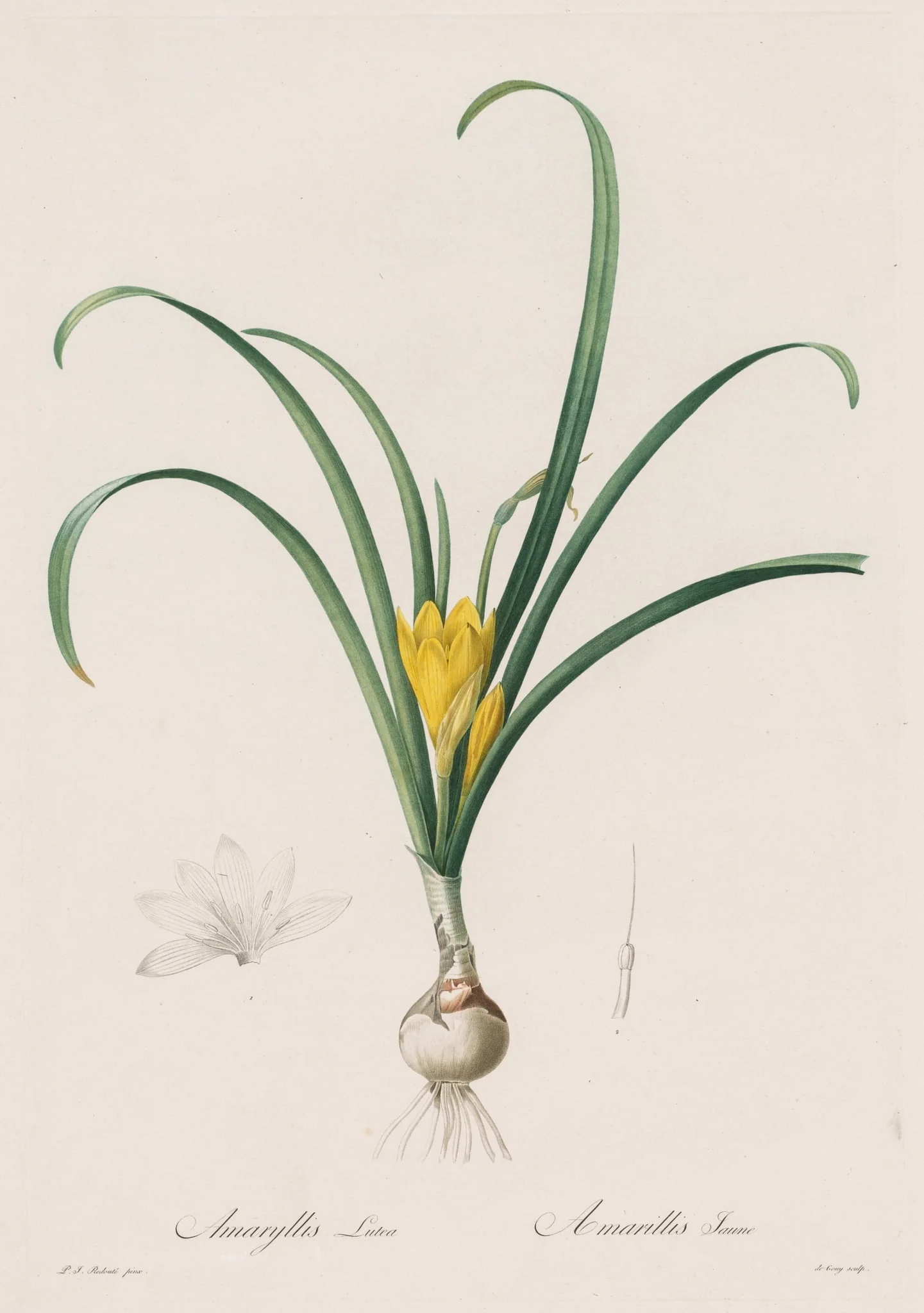 Les Liliacées:  Amaryllis Lutes, by Henry Joseph Redouté, 1809