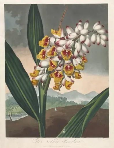 The Temple of Flora, or Garden of Nature:  The Nodding Renealmia