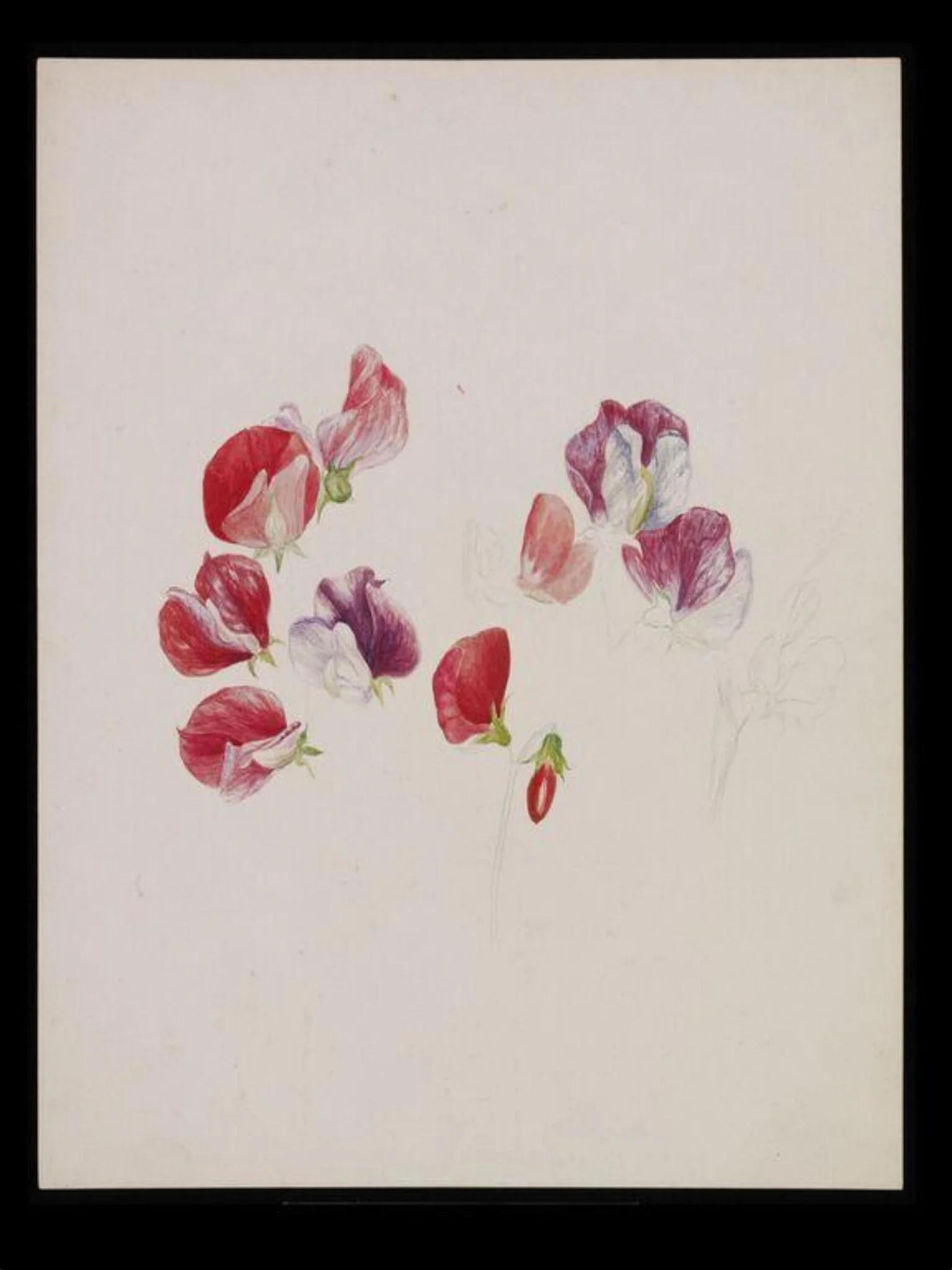 Unfinished drawing of sweet pea blossoms, by Bertram Potter, watercolor, 1888