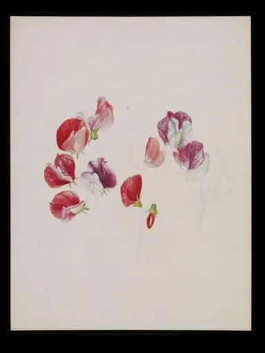 Unfinished drawing of sweet pea blossoms