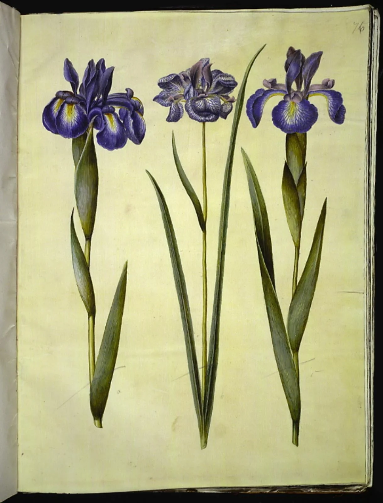 Iris latifolia (engelsk iris); Iris sibirica (sibirisk iris), by Unknown, unspecified, 1654