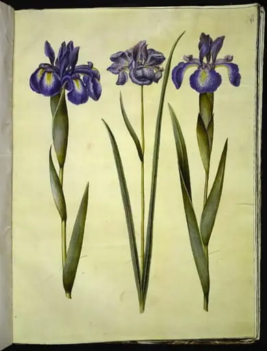 Iris latifolia (engelsk iris); Iris sibirica (sibirisk iris)