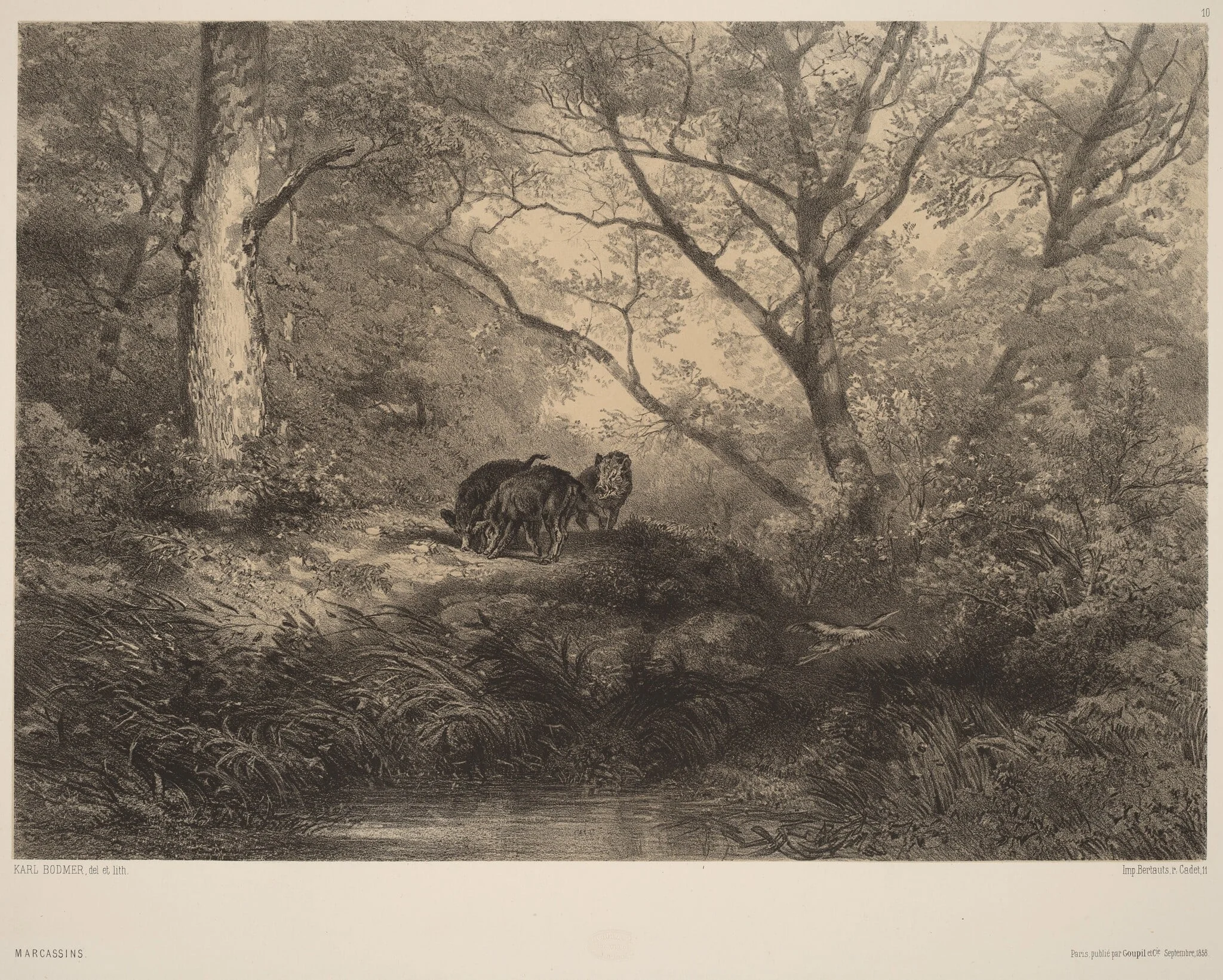 Marcassins, by Karl Bodmer, ink, 1851