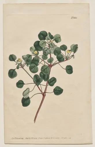 The Botanical Magazine or Flower Garden Displayed: Plate 883, Euphorbia Petiolaris. Long -Stalked Spurge