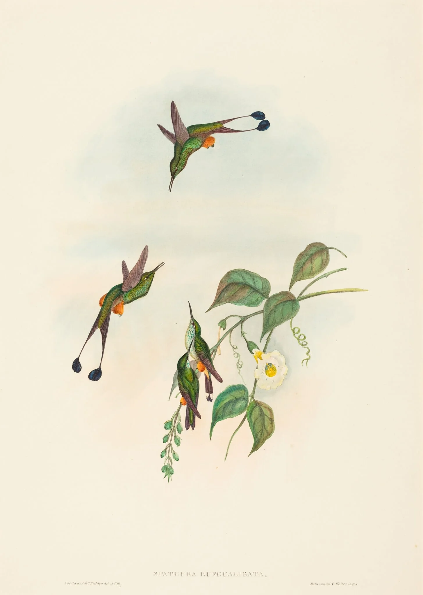 Spathura rufocaligata (Red-booted Racket-Tail), by John Gould, ink, 1842