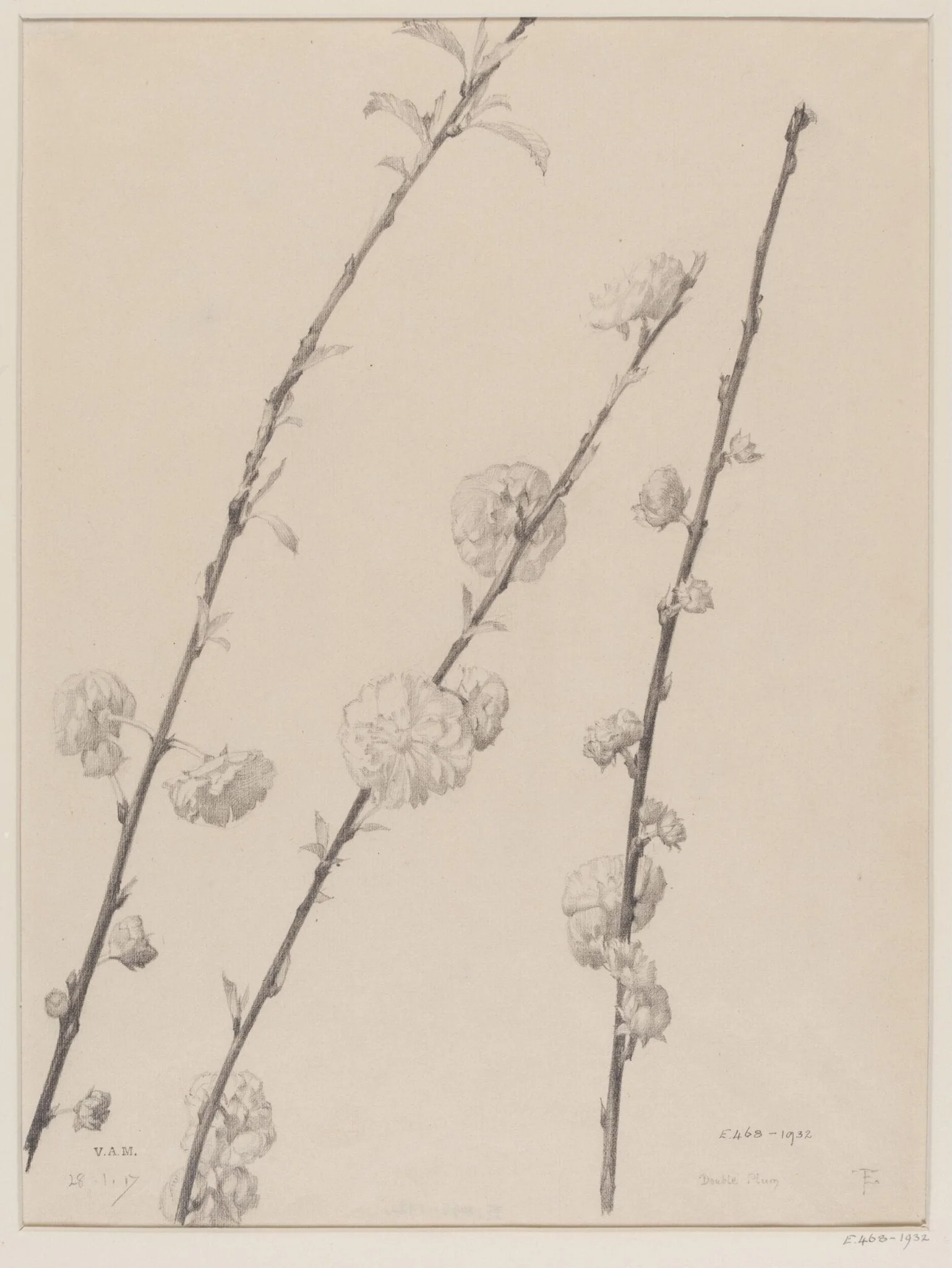Double Plum, by Edward Ingram Taylor, 28