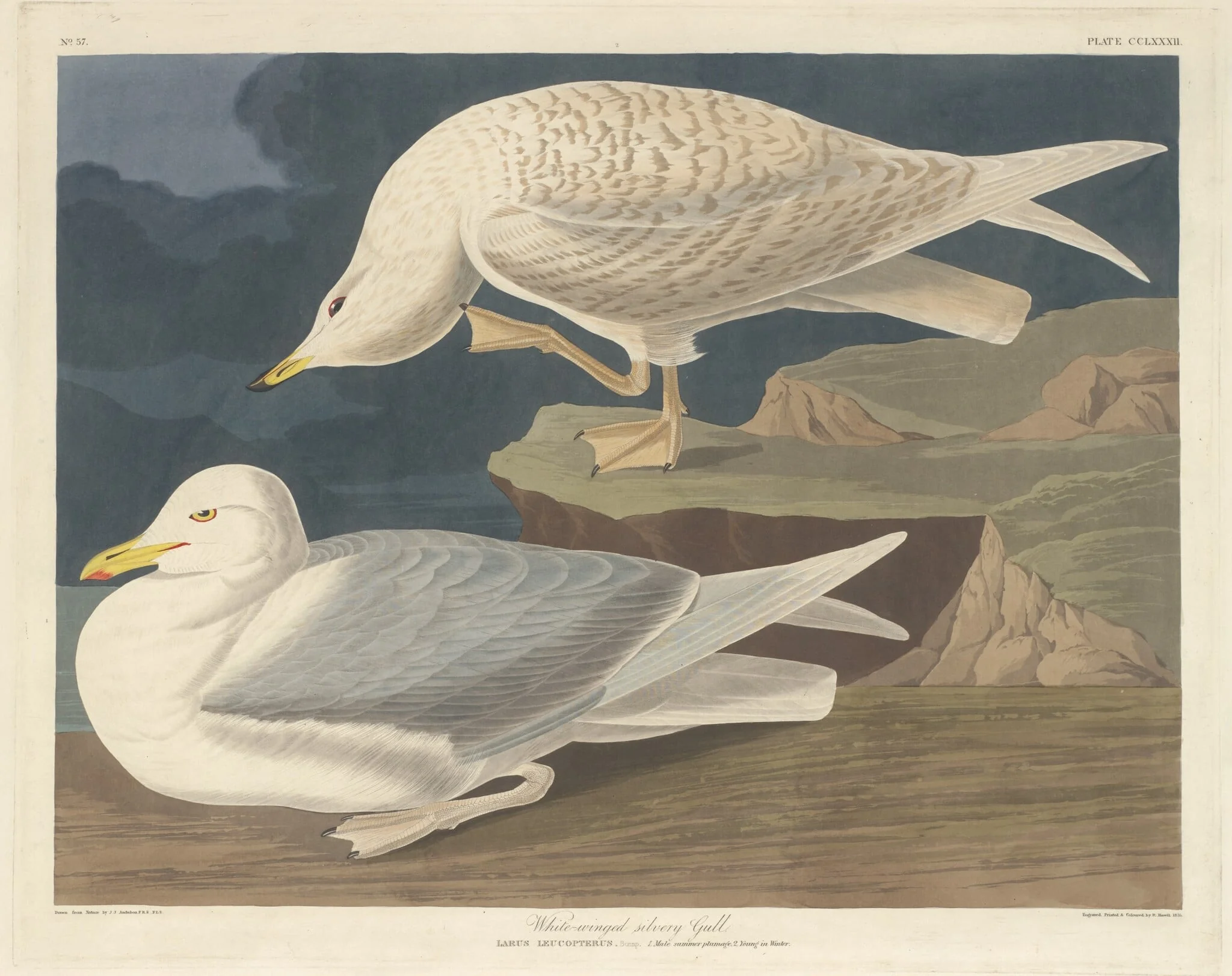White-winged Silvery Gull, by Robert Havell Jr., ink, 1835