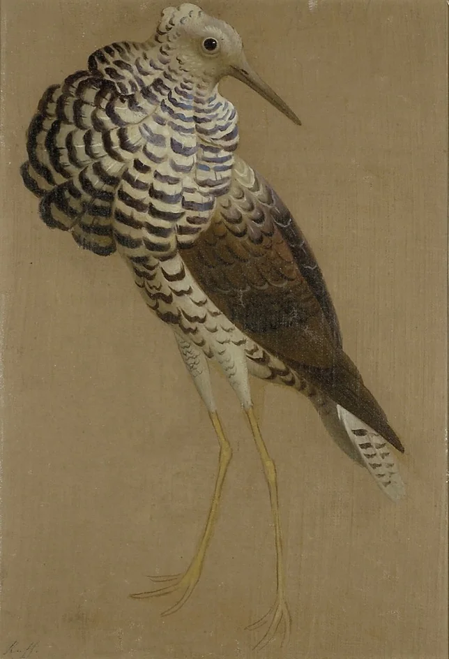 Study of a Ruff, by Edwin Landseer, oil, 1845