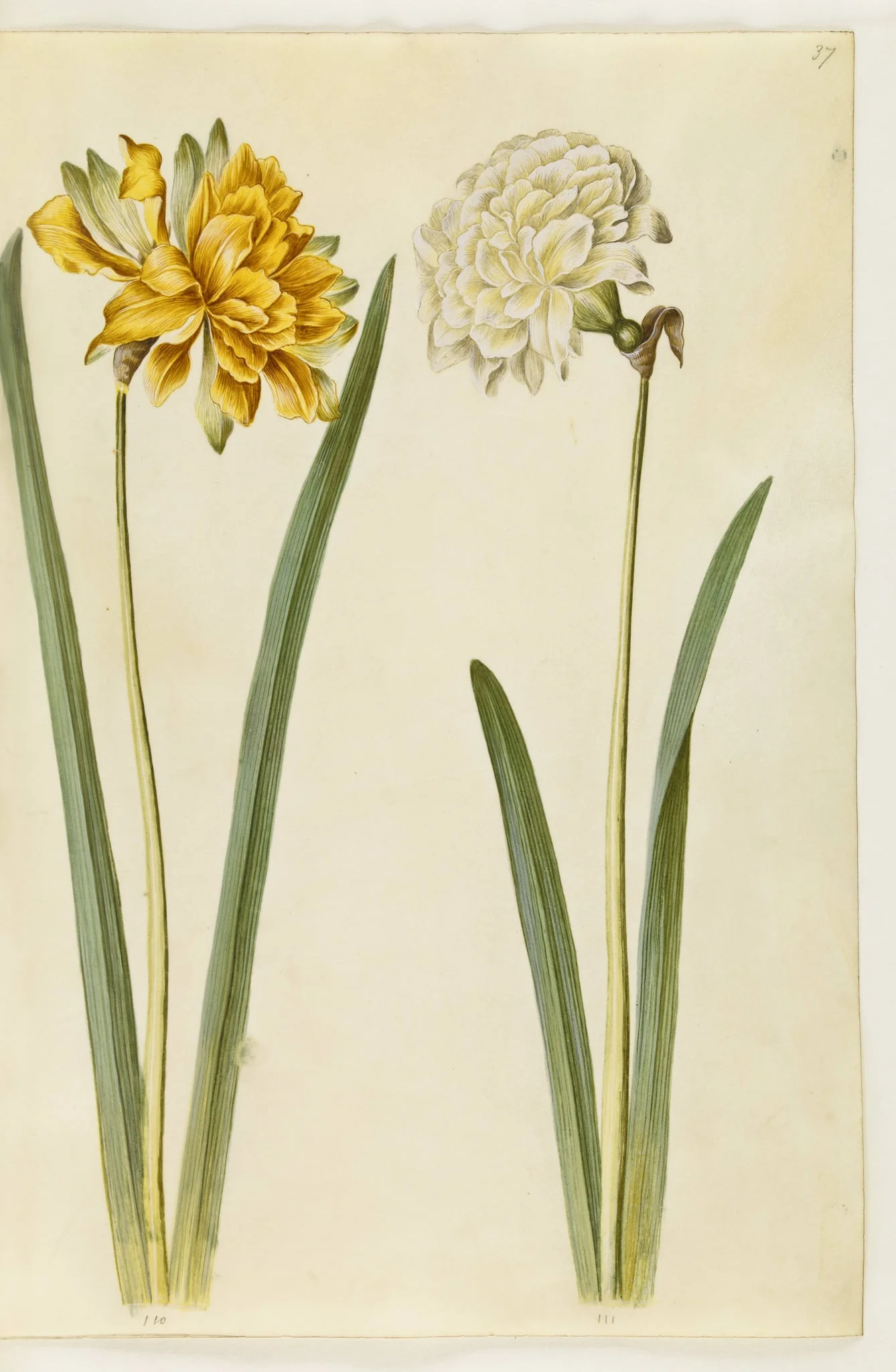 Narcissus pseudonarcissus (påskelilje)
