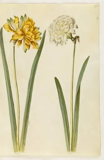 Narcissus pseudonarcissus (påskelilje)