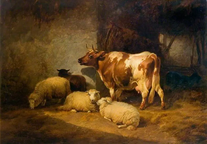 A Cow and Sheep