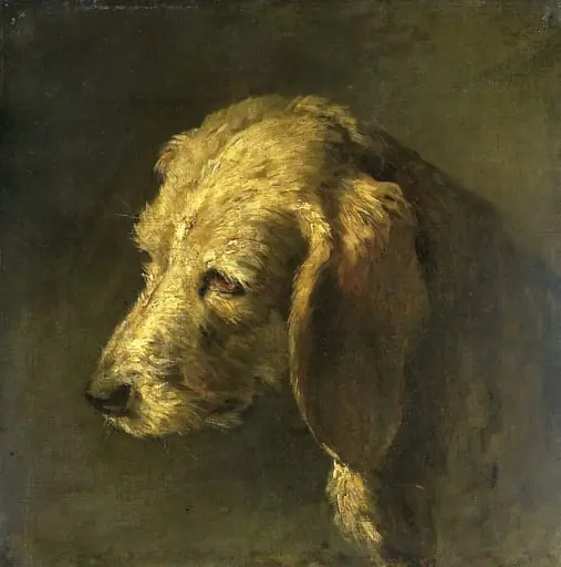 Head of a Dog