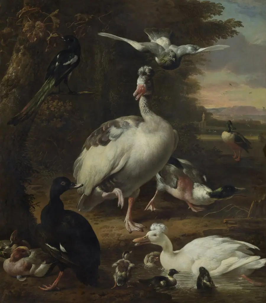 Birds