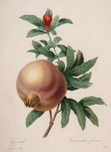 Choix des plus belles fleurs...plus beaux fruits:  Grenade