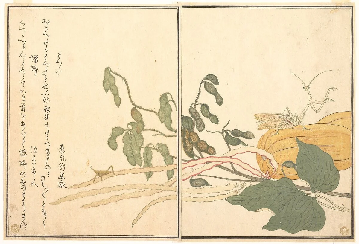 画本虫撰　バッタと蟷螂|Cone-headed Grasshopper or Locust, (batta); Praying Mantis (Tōrō or Kamakiri), from the Picture Book of Crawling Creatures (Ehon mushi erami), by Kitagawa Utamaro, ink, 1788