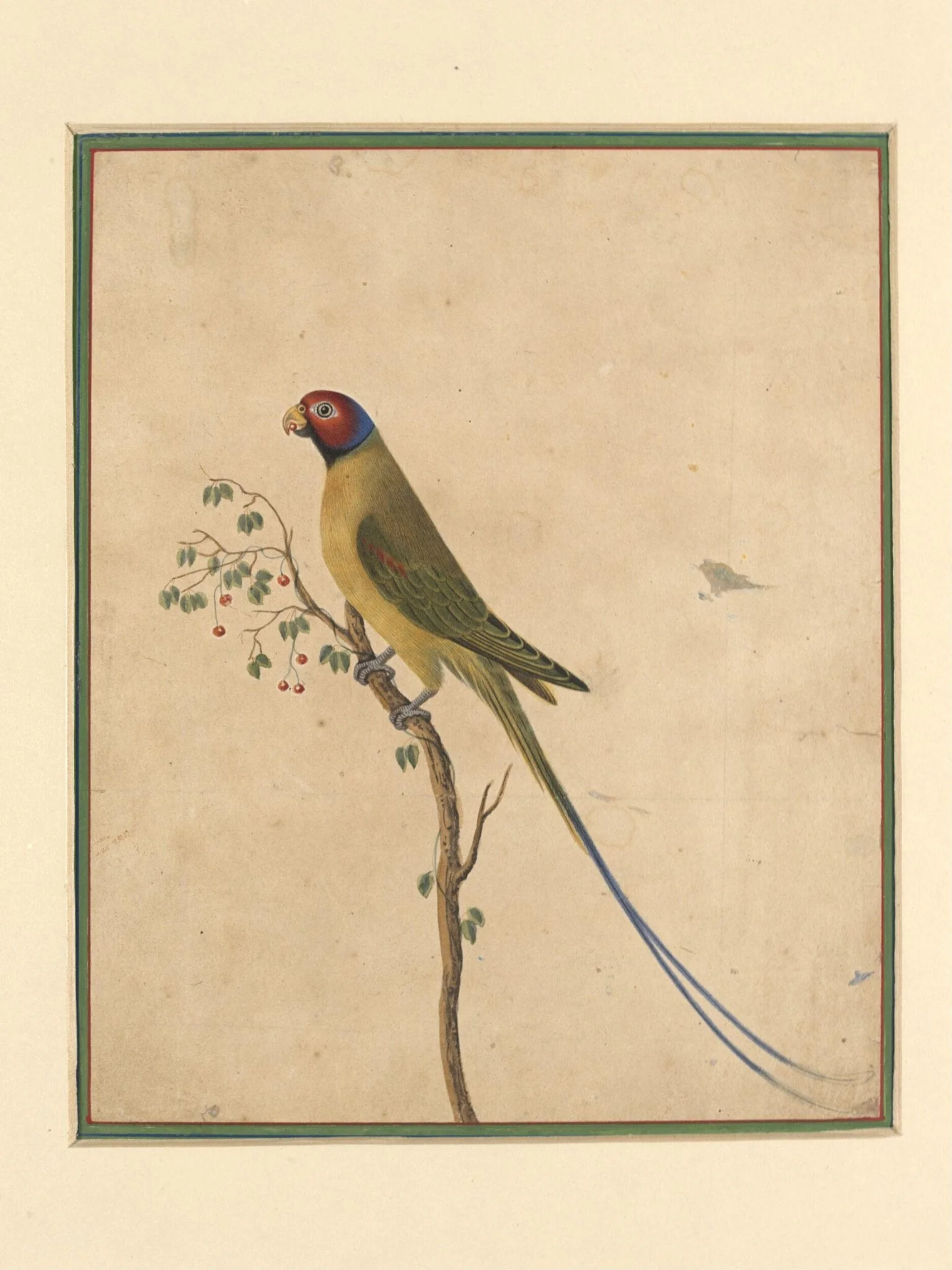 A parakeet