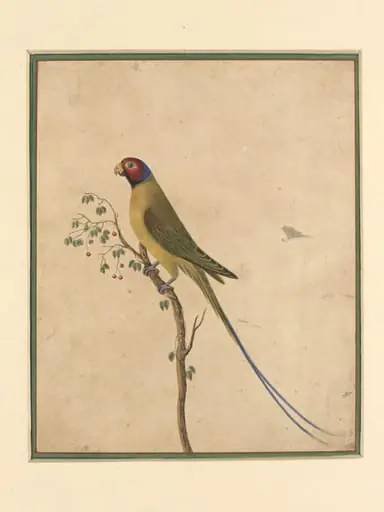 A parakeet