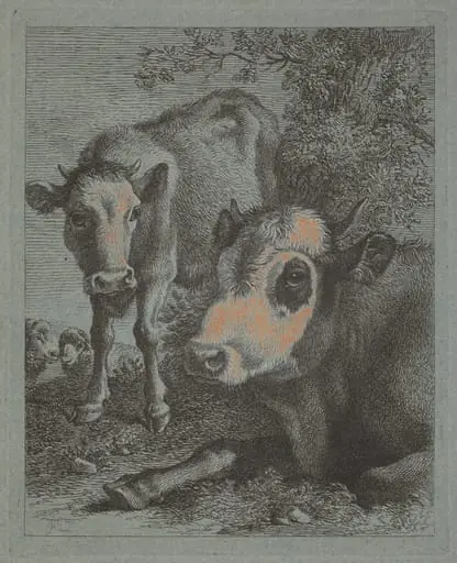 Reclining Cow and Calf in the Open
